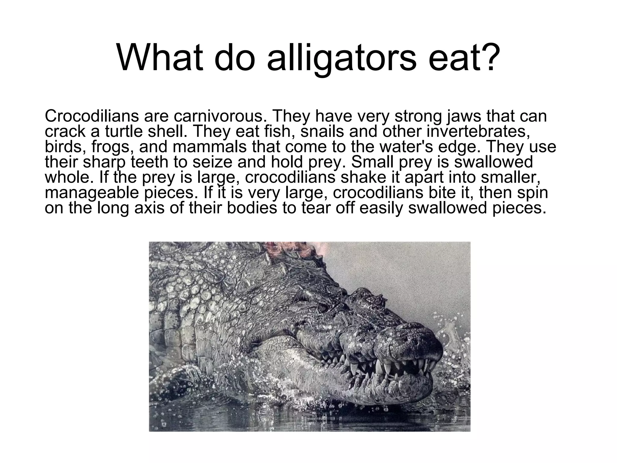 What do alligators eat? Crocodilians are carnivorous. They have very strong jaws that can crack a turtle shell. They eat fish, snails and other invertebrates, birds, frogs, and mammals that come to the water's edge. They use their sharp teeth to seize and hold prey. Small prey is swallowed whole. If the prey is large, crocodilians shake it apart into smaller, manageable pieces. If it is very large, crocodilians bite it, then spin on the long axis of their bodies to tear off easily swallowed pieces.  