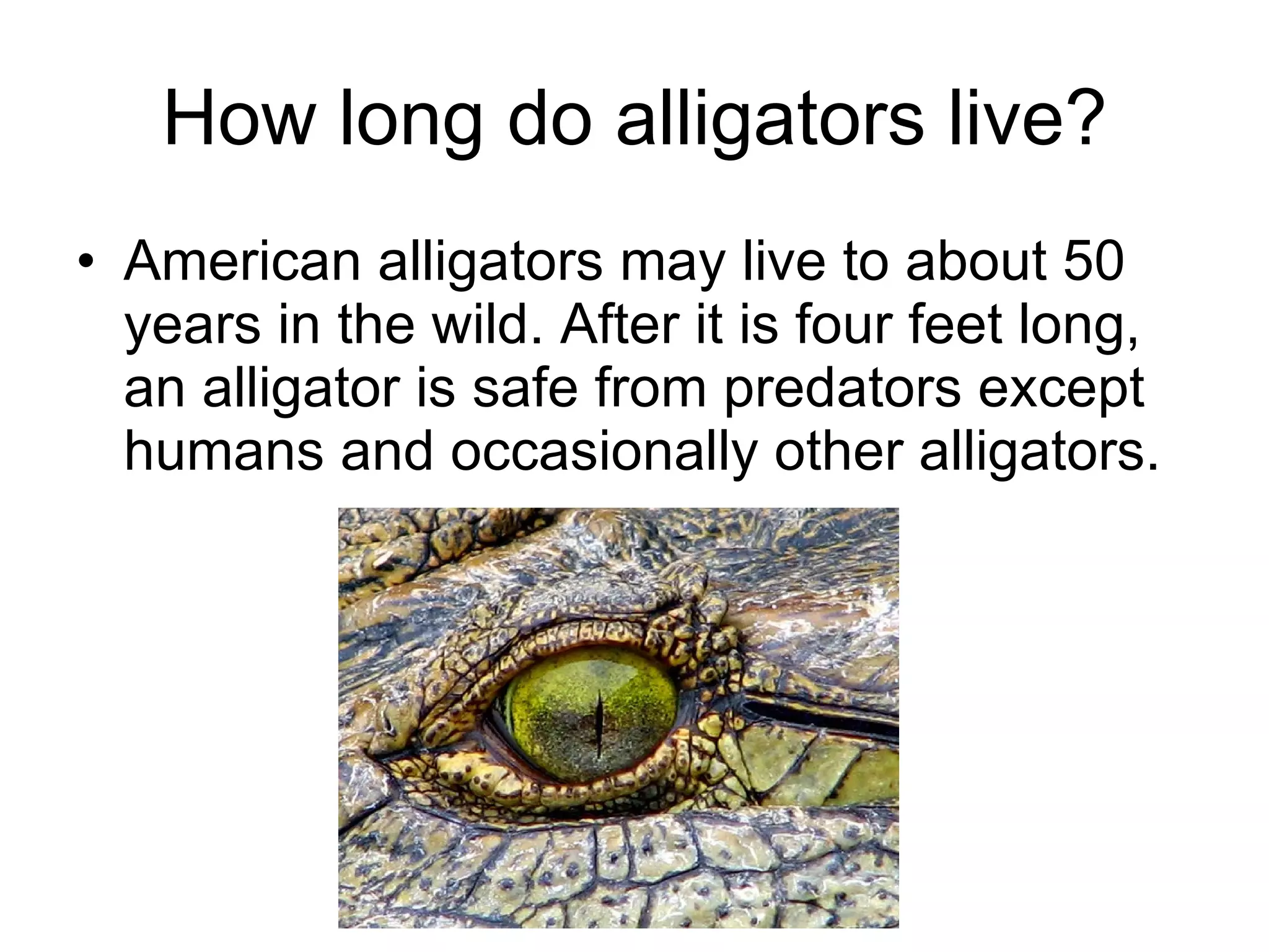 How long do alligators live? American alligators may live to about 50 years in the wild. After it is four feet long, an alligator is safe from predators except humans and occasionally other alligators.  