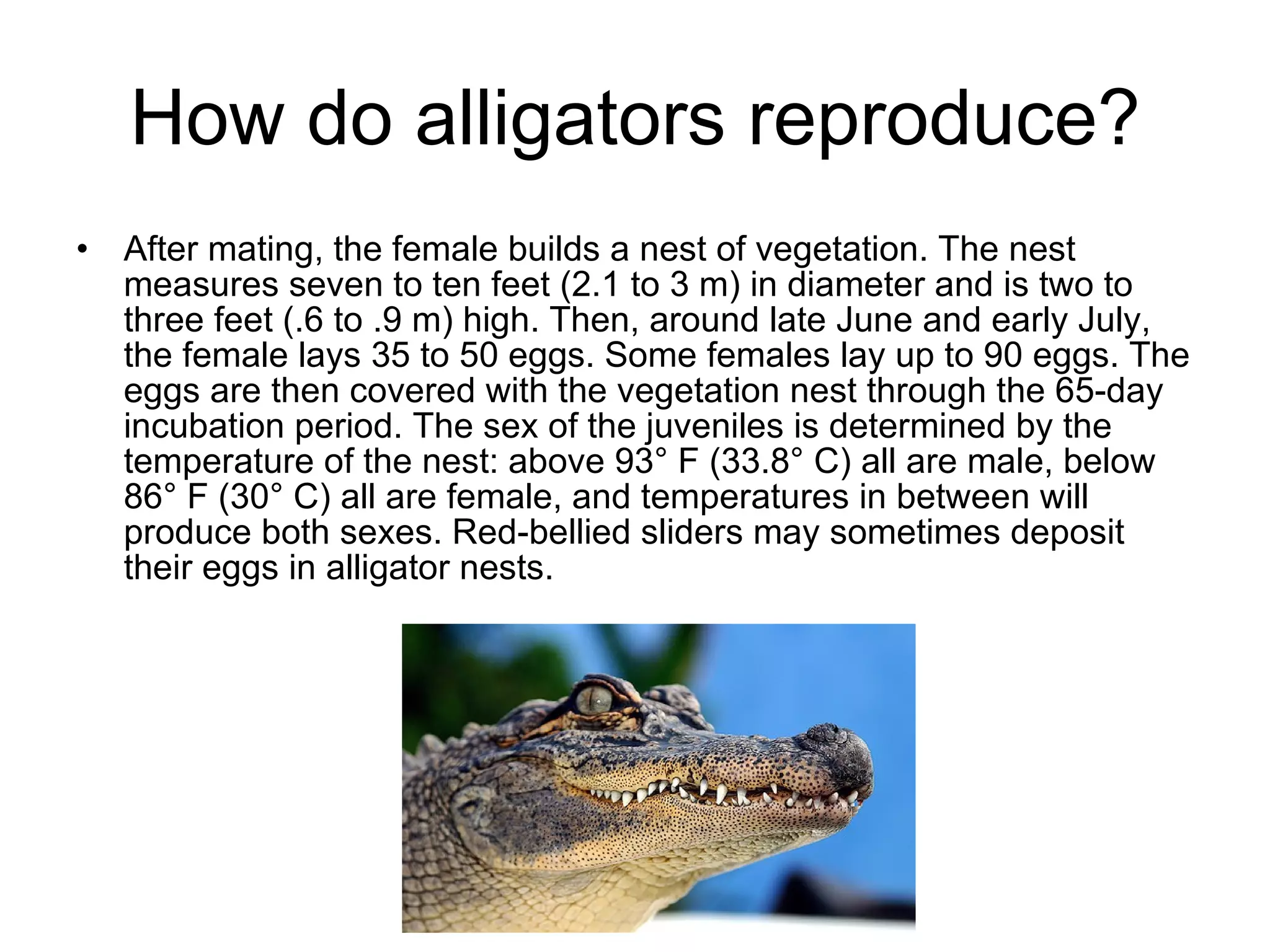 How do alligators reproduce? After mating, the female builds a nest of vegetation. The nest measures seven to ten feet (2.1 to 3 m) in diameter and is two to three feet (.6 to .9 m) high. Then, around late June and early July, the female lays 35 to 50 eggs. Some females lay up to 90 eggs. The eggs are then covered with the vegetation nest through the 65-day incubation period. The sex of the juveniles is determined by the temperature of the nest: above 93° F (33.8° C) all are male, below 86° F (30° C) all are female, and temperatures in between will produce both sexes. Red-bellied sliders may sometimes deposit their eggs in alligator nests.  