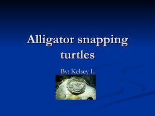 Alligator snapping turtles By: Kelsey L 