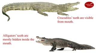Alligator Vs Crocodile PDF