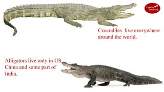 Alligators live only in US,
China and some part of
India.
Crocodiles live everywhere
around the world.
 