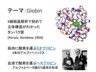 X線結晶解析で初めて
立体構造がわかった
タンパク質
(Perutz, Kendrew 1959)
筋肉に酸素を運ぶミオグロビン
8本のアルファヘリックス
血液で酸素を運ぶヘモグロビン
アルファとベータ鎖が4量体を形成
テーマ：Globin
 