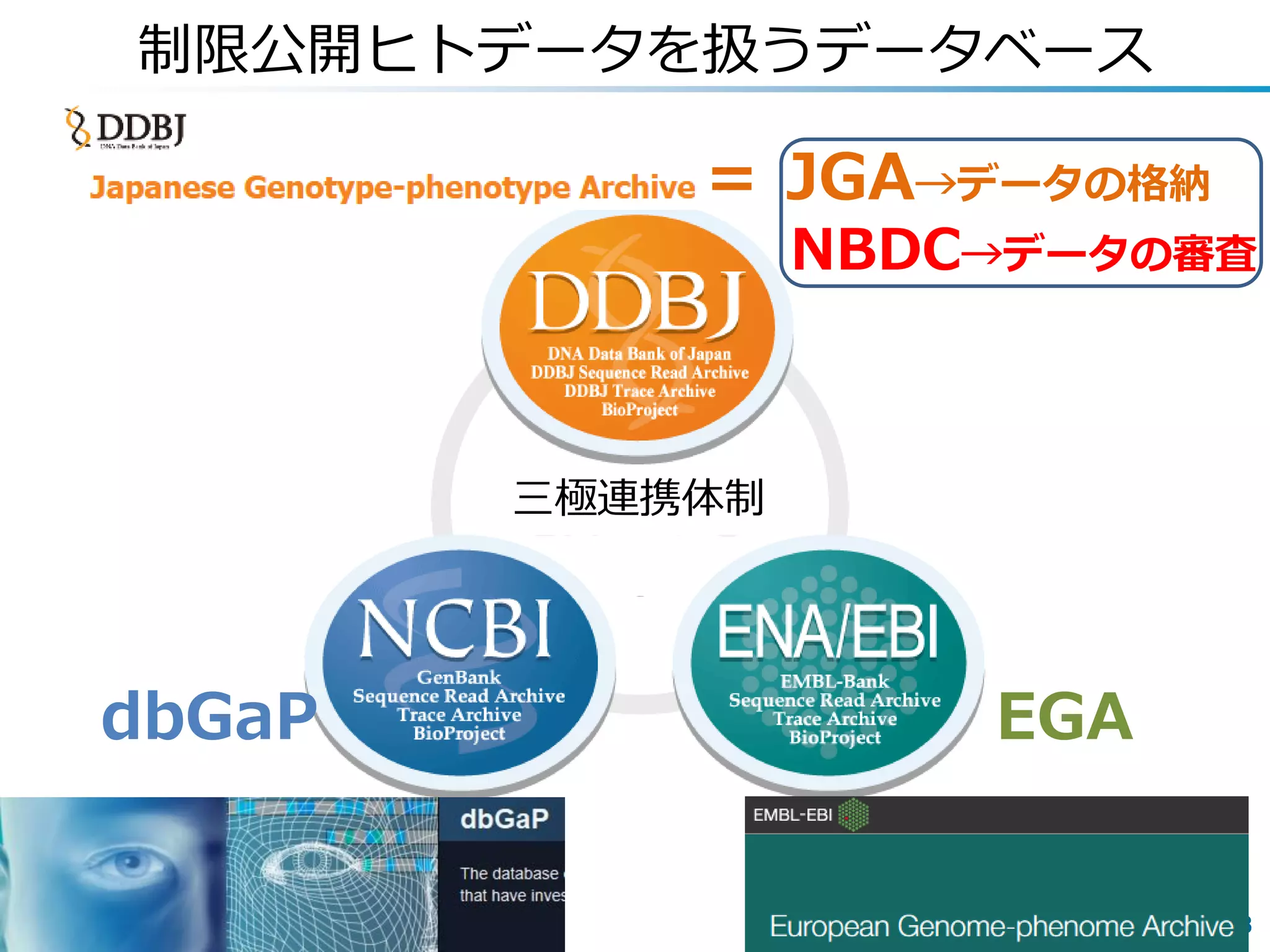 58
制限公開ヒトデータを扱うデータベース
EGAdbGaP
= JGA→データの格納
NBDC→データの審査
三極連携体制
 