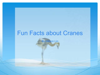 Fun Facts about Cranes
By Allison Lin