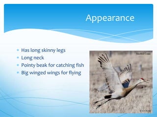 Has long skinny legs
Long neck
Pointy beak for catching fish
Big winged wings for flying
Appearance