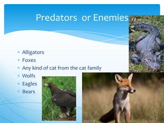 Alligators
Foxes
Any kind of cat from the cat family
Wolfs
Eagles
Bears
Predators or Enemies