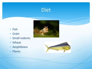 Fish
Grain
Small rodents
Wheat
Amphibians
Plants
Diet
