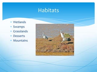 Wetlands
Swamps
Grasslands
Desserts
Mountains
Habitats
