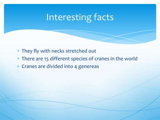 They fly with necks stretched out
There are 15 different species of cranes in the world
Cranes are divided into 4 genereas
Interesting facts