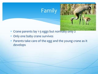 Crane parents lay 1-3 eggs but normally only 2
Only one baby crane survives
Parents take care of the egg and the young crane as it
develops
Family