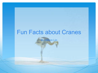 Fun Facts about Cranes
By Allison Lin
 