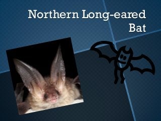 Northern Long-eared
                Bat
 