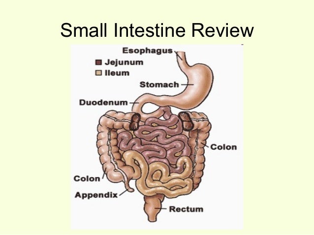 AHS13 Allison Siebecker — Small Intestine Bacterial Overgrowth