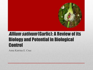 Allium sativum (Garlic): A Review of its
Biology and Potential in Biological
Control
Anna Katrina E. Cruz
 