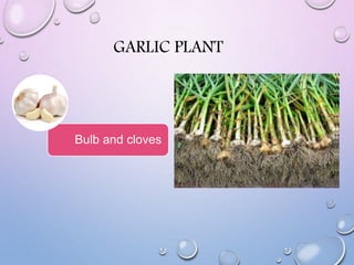 GARLIC PLANT
Bulb and cloves
 