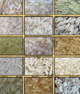 All Pakistani Rice All kind of pakistani rice | PDF