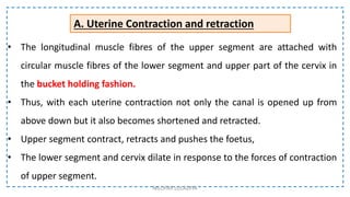 • The longitudinal muscle fibres of the upper segment are attached with
circular muscle fibres of the lower segment and upper part of the cervix in
the bucket holding fashion.
• Thus, with each uterine contraction not only the canal is opened up from
above down but it also becomes shortened and retracted.
• Upper segment contract, retracts and pushes the foetus,
• The lower segment and cervix dilate in response to the forces of contraction
of upper segment.
A. Uterine Contraction and retraction
NILOFAR LOLADIYA
 
