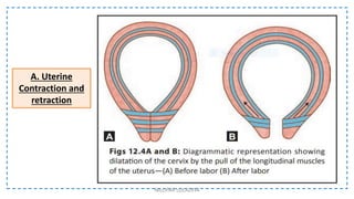 A. Uterine
Contraction and
retraction
NILOFAR LOLADIYA
 