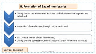 B. Formation of Bag of membranes.
-
• During labour the membranes attached to the lower uterine segment are
detachted
-
• Herniation of membranes through the cervical canal
-
• BALL-VALVE Action of well flexed head,
• During Uterine contraction, hydrostatic pressure in forewaters increases
Cervical dilatation NILOFAR LOLADIYA
 