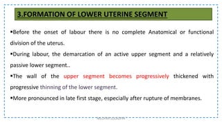 3.FORMATION OF LOWER UTERINE SEGMENT
Before the onset of labour there is no complete Anatomical or functional
division of the uterus.
During labour, the demarcation of an active upper segment and a relatively
passive lower segment..
The wall of the upper segment becomes progressively thickened with
progressive thinning of the lower segment.
More pronounced in late first stage, especially after rupture of membranes.
NILOFAR LOLADIYA
 