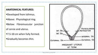 ANATOMICAL FEATURES:
Developed from Isthmus.
Above: Physiological ring.
Below: Fibromuscular junction
of cervix and uterus.
7.5-10 cm when fully formed.
Gradually becomes thin.
NILOFAR LOLADIYA
 