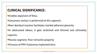CLINICAL SIGNIFICANCE:
Enables expulsion of fetus.
Caesarean section is performed at this segment.
Poor decidual reaction facilitates morbid adherent placenta.
In obstructed labour, it gets stretched and thinned and ultimately
ruptures.
Passive segment, Poor retractile property
Chances of PPH if placenta implanted here.
NILOFAR LOLADIYA
 