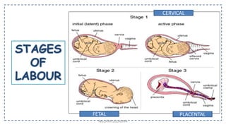 CERVICAL
FETAL PLACENTAL
NILOFAR LOLADIYA
 