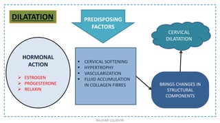 HORMONAL
ACTION
 ESTROGEN
 PROGESTERONE
 RELAXIN
 CERVICAL SOFTENING
 HYPERTROPHY
 VASCULARIZATION
 FLUID ACCUMULATION
IN COLLAGEN FIBRES
PREDISPOSING
FACTORS
BRINGS CHANGES IN
STRUCTURAL
COMPONENTS
CERVICAL
DILATATION
NILOFAR LOLADIYA
DILATATION
 