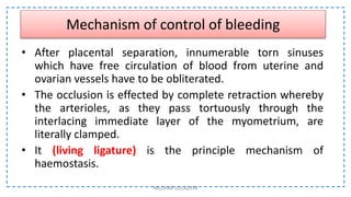 Mechanism of control of bleeding
• After placental separation, innumerable torn sinuses
which have free circulation of blood from uterine and
ovarian vessels have to be obliterated.
• The occlusion is effected by complete retraction whereby
the arterioles, as they pass tortuously through the
interlacing immediate layer of the myometrium, are
literally clamped.
• It (living ligature) is the principle mechanism of
haemostasis.
NILOFAR LOLADIYA
 
