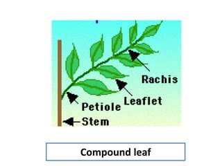Compound leaf
 