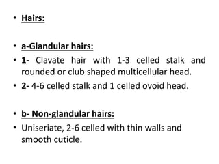 • Hairs:
• a-Glandular hairs:
• 1- Clavate hair with 1-3 celled stalk and
rounded or club shaped multicellular head.
• 2- 4-6 celled stalk and 1 celled ovoid head.
• b- Non-glandular hairs:
• Uniseriate, 2-6 celled with thin walls and
smooth cuticle.
 
