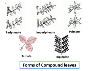 Forms of Compound leaves
Paripinnate Imparipinnate Palmate
Ternate Bipinnate
 