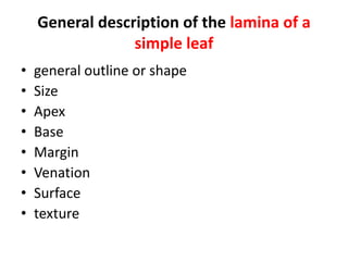 General description of the lamina of a
simple leaf
• general outline or shape
• Size
• Apex
• Base
• Margin
• Venation
• Surface
• texture
 