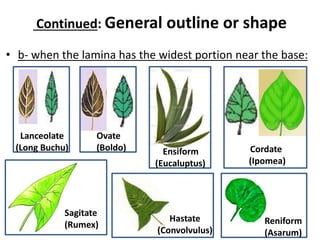 • b- when the lamina has the widest portion near the base:
Continued: General outline or shape
Lanceolate
(Long Buchu)
Ovate
(Boldo) Ensiform
(Eucaluptus)
Cordate
(Ipomea)
Sagitate
(Rumex)
Hastate
(Convolvulus)
Reniform
(Asarum)
 