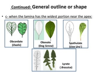 Continued: General outline or shape
• c- when the lamina has the widest portion near the apex:
Obcordate
(Oxalis)
Obovate
(Dog Senna)
Spathulate
(Uva Ursi )
Lyrate
( Brassica)
 