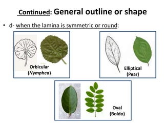 Continued: General outline or shape
• d- when the lamina is symmetric or round:
Orbicular
(Nymphea)
Elliptical
(Pear)
Oval
(Boldo)
 