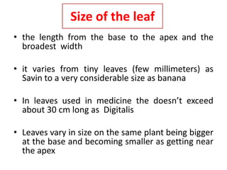 Size of the leaf
• the length from the base to the apex and the
broadest width
• it varies from tiny leaves (few millimeters) as
Savin to a very considerable size as banana
• In leaves used in medicine the doesn’t exceed
about 30 cm long as Digitalis
• Leaves vary in size on the same plant being bigger
at the base and becoming smaller as getting near
the apex
 