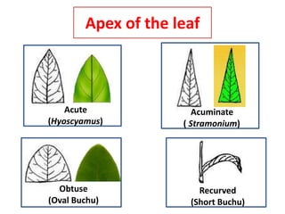 Apex of the leaf
Acute
(Hyoscyamus)
Acuminate
( Stramonium)
Obtuse
(Oval Buchu)
Recurved
(Short Buchu)
 