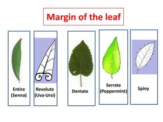 Margin of the leaf
Entire
(Senna)
Revolute
(Uva-Ursi)
Dentate
Serrate
(Peppermint)
Spiny
 
