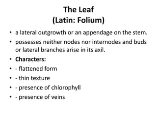 The Leaf
(Latin: Folium)
• a lateral outgrowth or an appendage on the stem.
• possesses neither nodes nor internodes and buds
or lateral branches arise in its axil.
• Characters:
• - flattened form
• - thin texture
• - presence of chlorophyll
• - presence of veins
 
