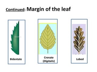 Continued: Margin of the leaf
Bidentate
Crenate
(Digitalis)
Lobed
 