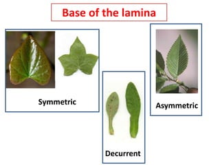 Base of the lamina
Symmetric Asymmetric
Decurrent
 