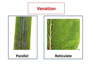Venation
Parallel Reticulate
 