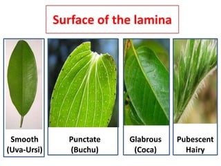 Surface of the lamina
Smooth
(Uva-Ursi)
Punctate
(Buchu)
Glabrous
(Coca)
Pubescent
Hairy
 