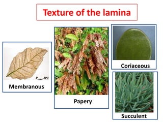 Texture of the lamina
Membranous
Papery
Coriaceous
Succulent
 