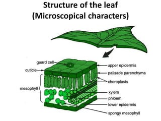 Structure of the leaf
(Microscopical characters)
 