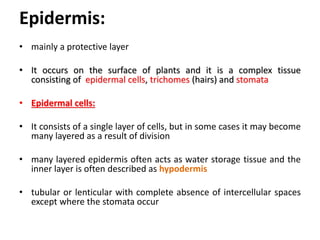 Epidermis:
• mainly a protective layer
• It occurs on the surface of plants and it is a complex tissue
consisting of epidermal cells, trichomes (hairs) and stomata
• Epidermal cells:
• It consists of a single layer of cells, but in some cases it may become
many layered as a result of division
• many layered epidermis often acts as water storage tissue and the
inner layer is often described as hypodermis
• tubular or lenticular with complete absence of intercellular spaces
except where the stomata occur
 