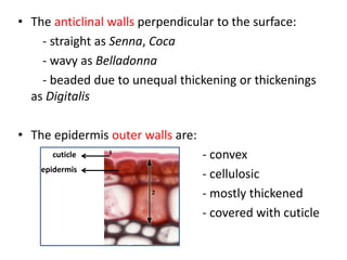 • The anticlinal walls perpendicular to the surface:
- straight as Senna, Coca
- wavy as Belladonna
- beaded due to unequal thickening or thickenings
as Digitalis
• The epidermis outer walls are:
- convex
- cellulosic
- mostly thickened
- covered with cuticle
cuticle
epidermis
 