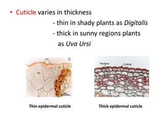 • Cuticle varies in thickness
- thin in shady plants as Digitalis
- thick in sunny regions plants
as Uva Ursi
Thin epidermal cuticle Thick epidermal cuticle
 